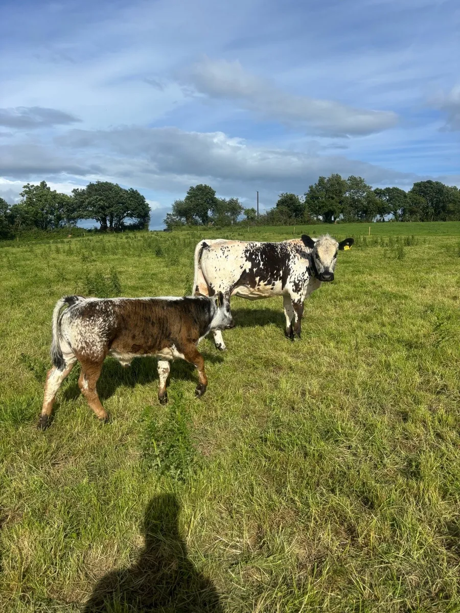 CHX and LMX with calf - Image 4