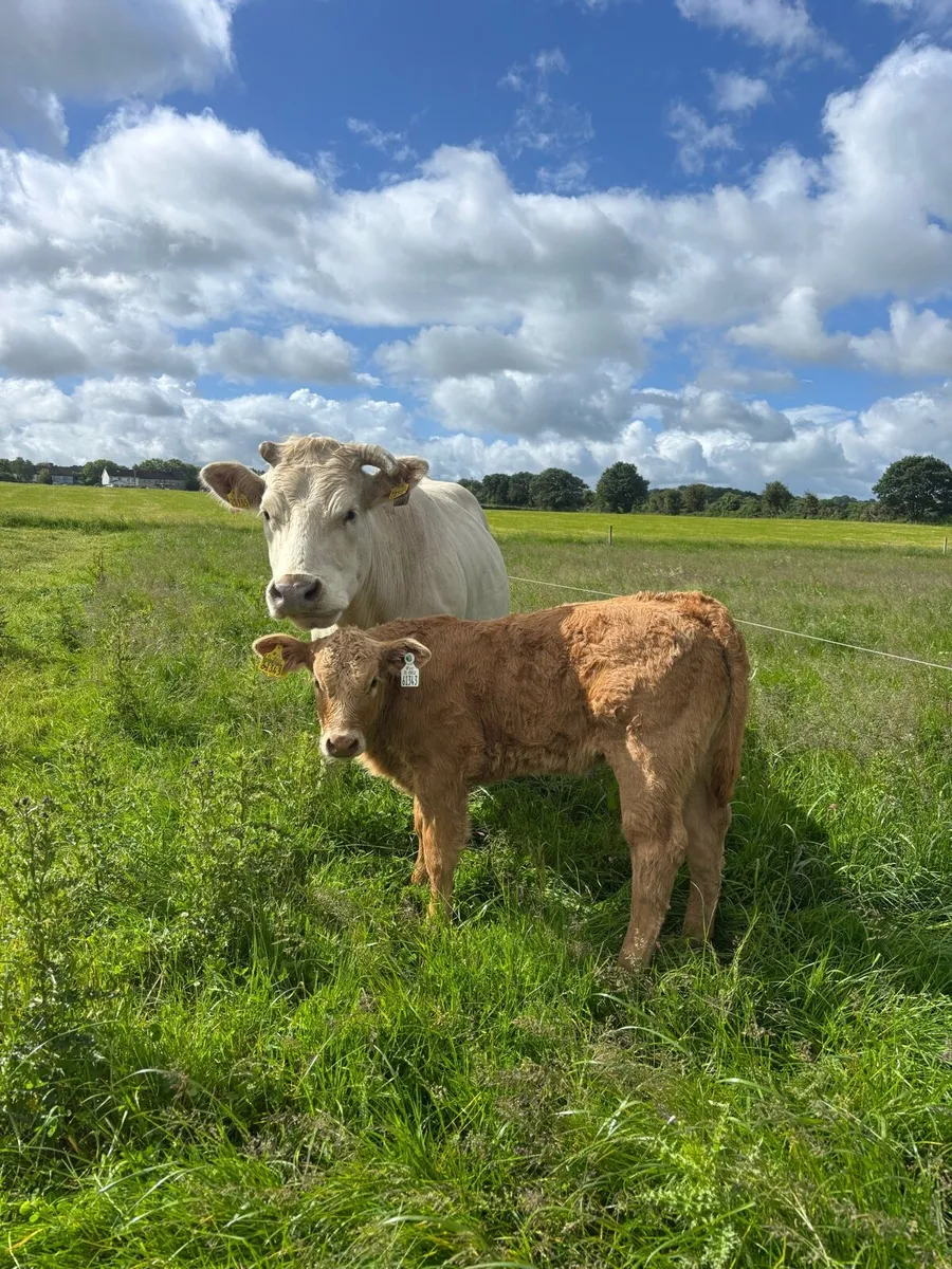 CHX and LMX with calf - Image 1