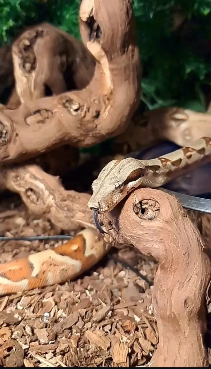 dwarf boa constrictor with setup - Image 1