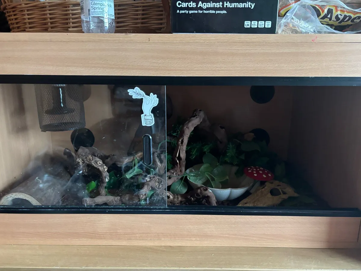 dwarf boa constrictor with setup - Image 2