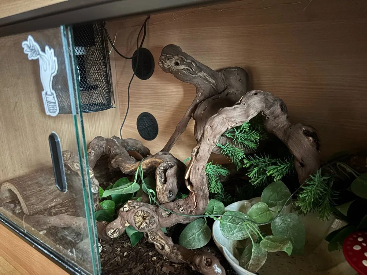dwarf boa constrictor with setup - Image 3