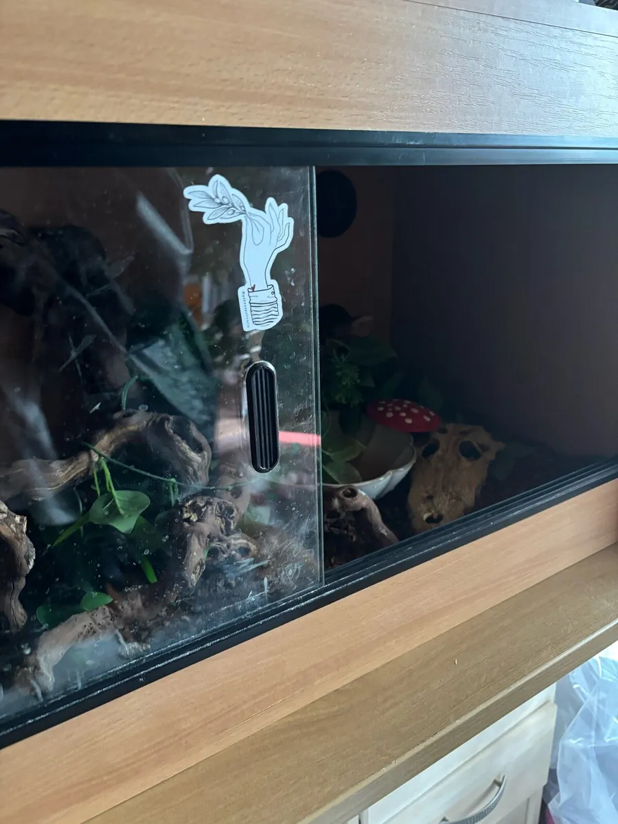 dwarf boa constrictor with setup - Image 4