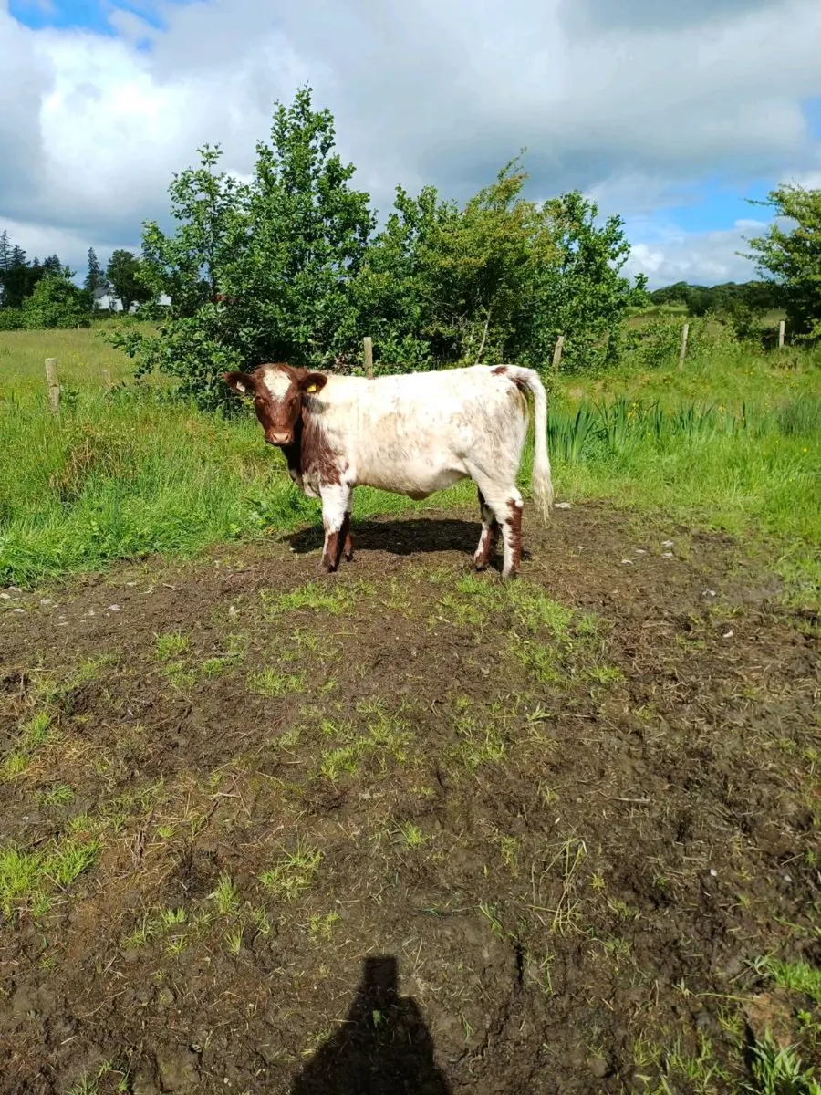 Two Pure breed NR Shorthorn heifers - Image 1