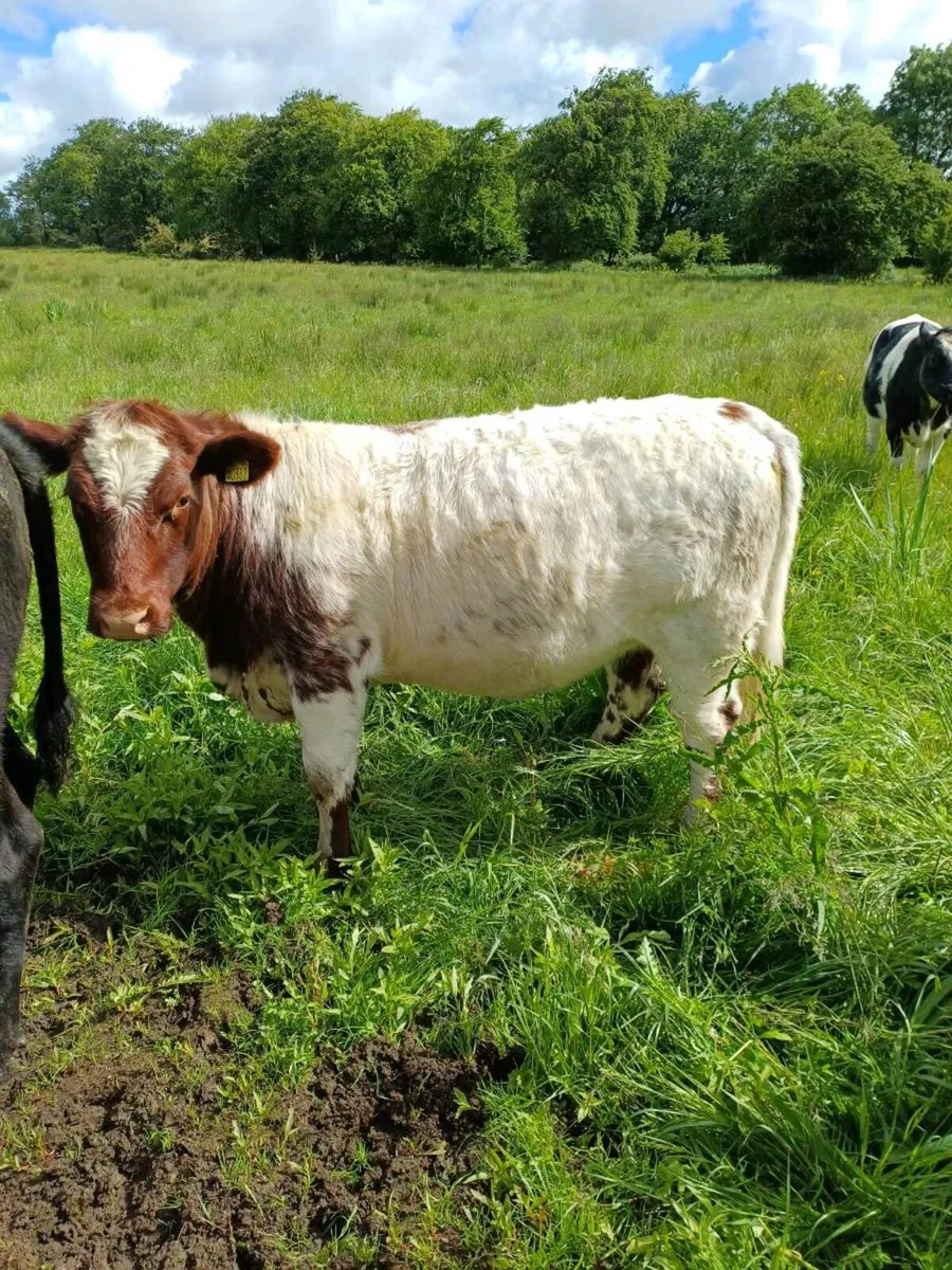 Two Pure breed NR Shorthorn heifers - Image 2
