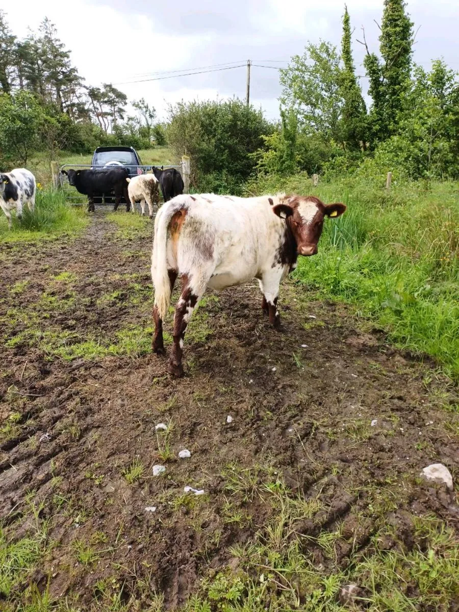 Two Pure breed NR Shorthorn heifers - Image 3