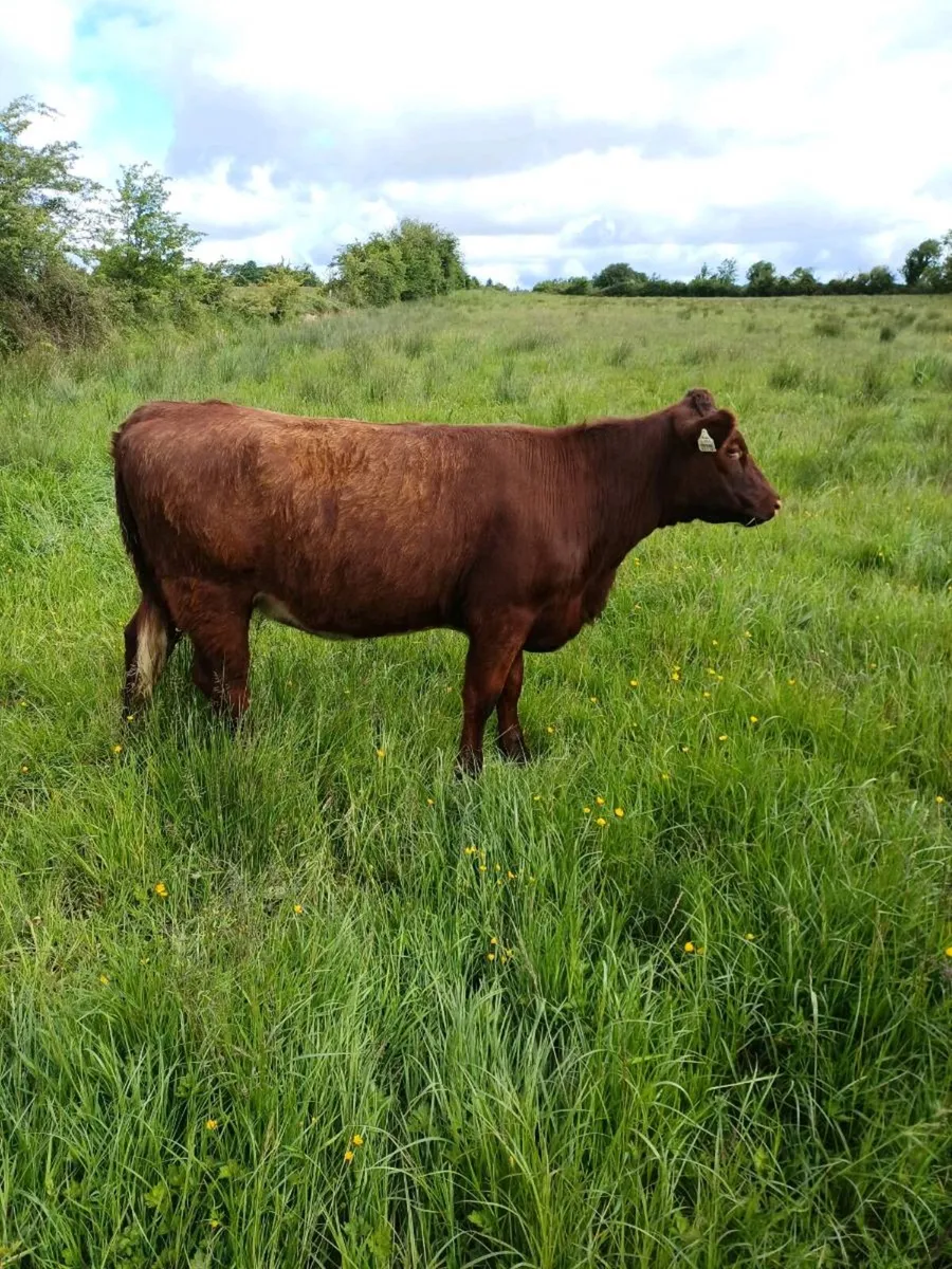 Two Pure breed NR Shorthorn heifers - Image 4