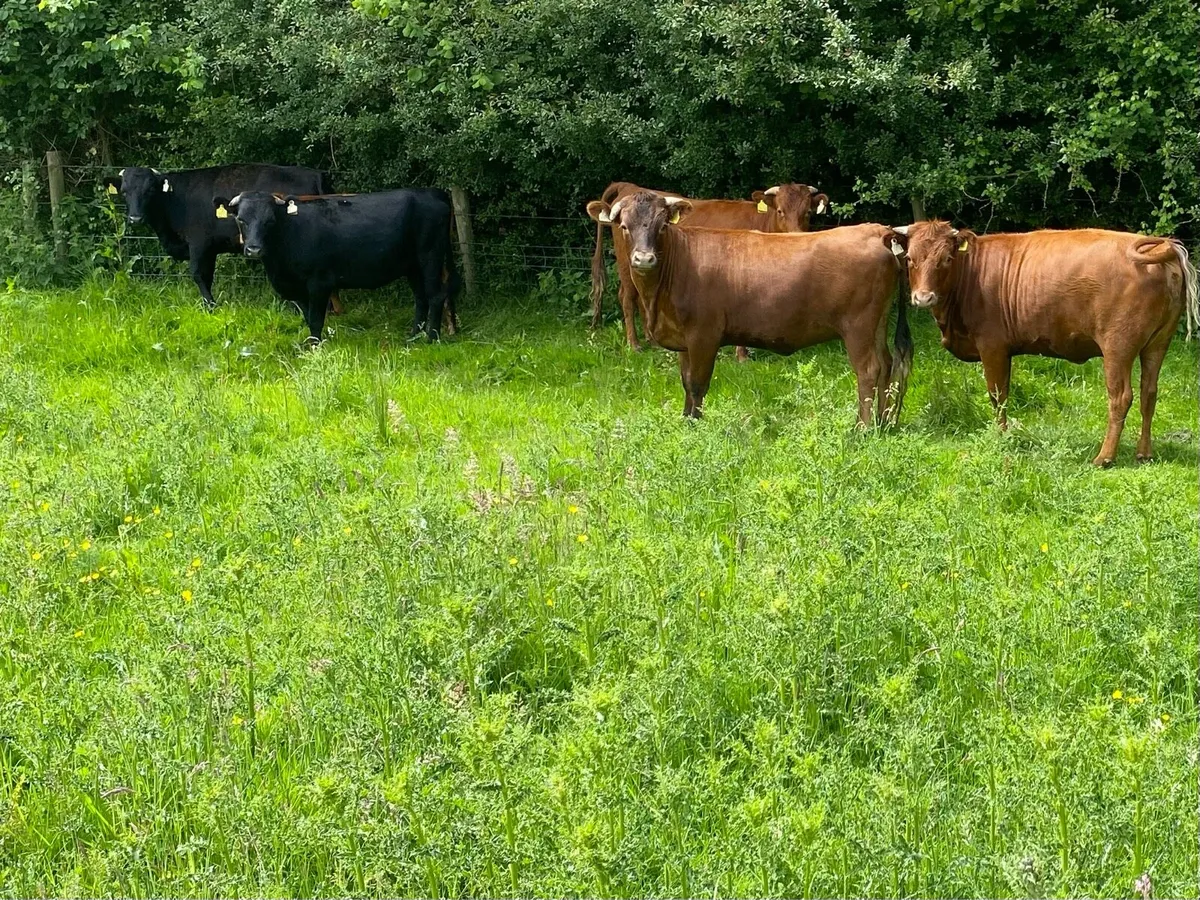 In calf organic heifers - Image 1