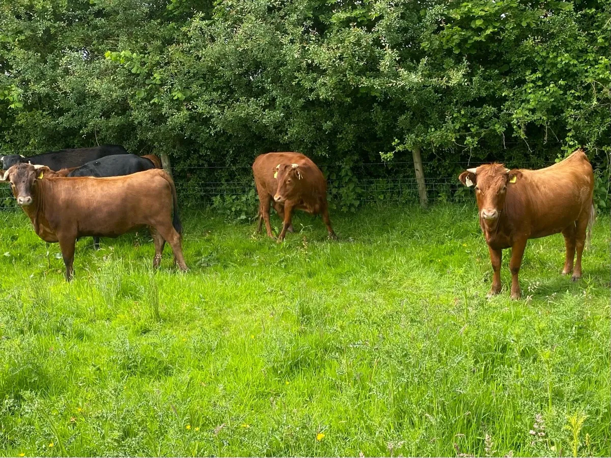 In calf organic heifers - Image 2