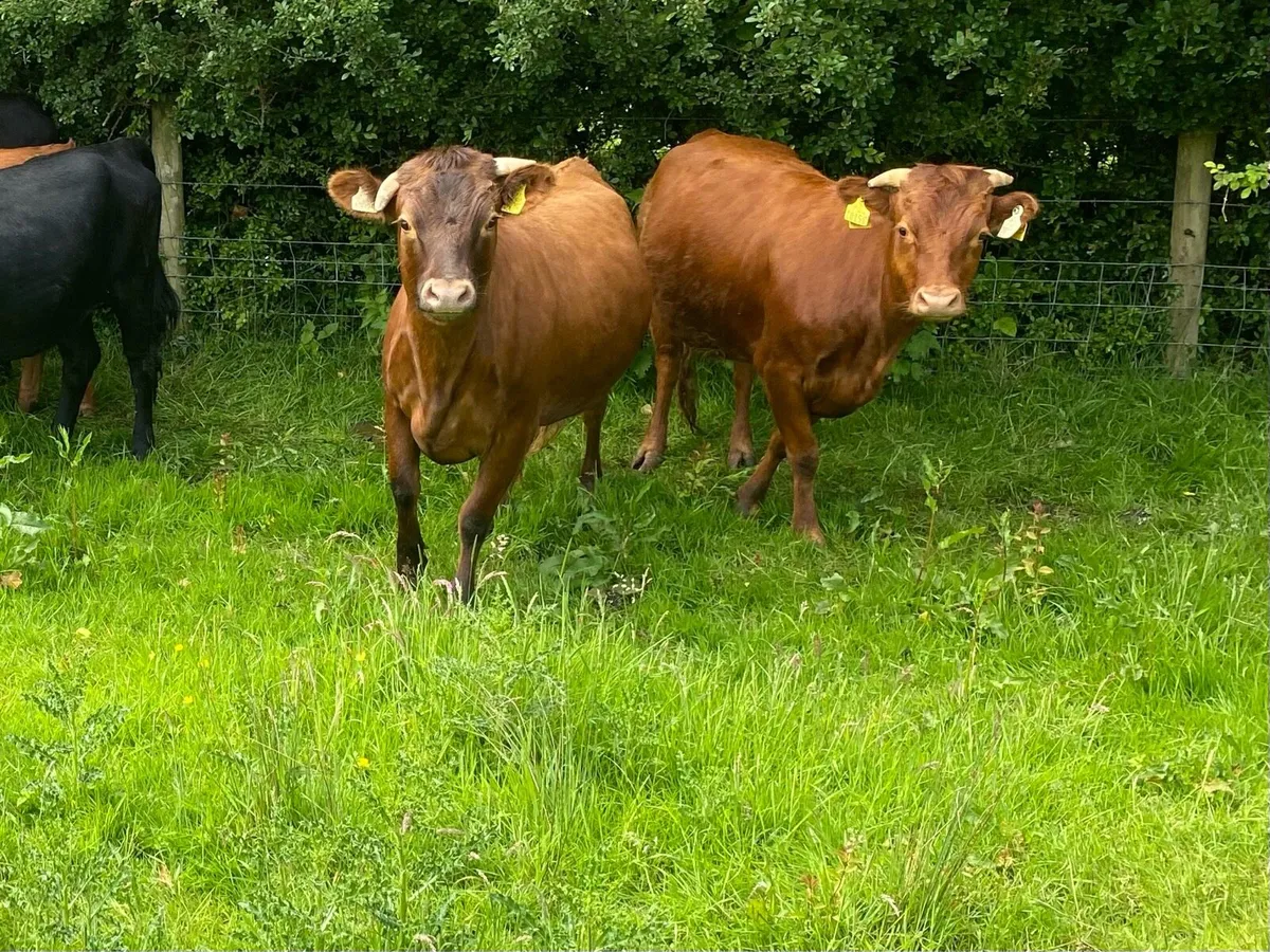 In calf organic heifers - Image 3