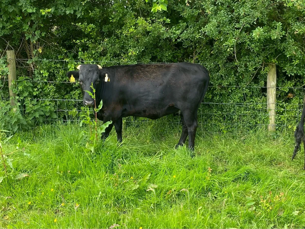 In calf organic heifers - Image 4