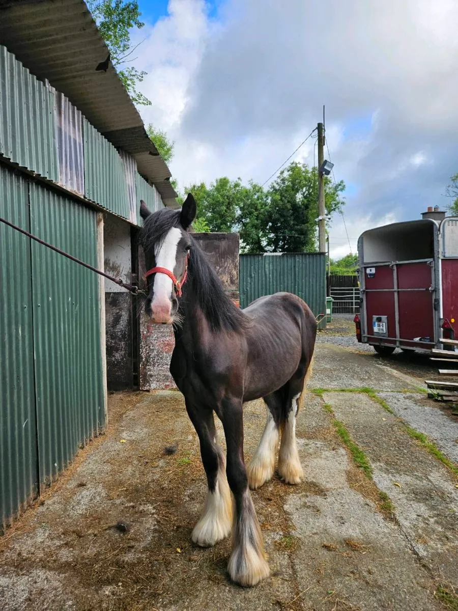 Black colt - Image 1