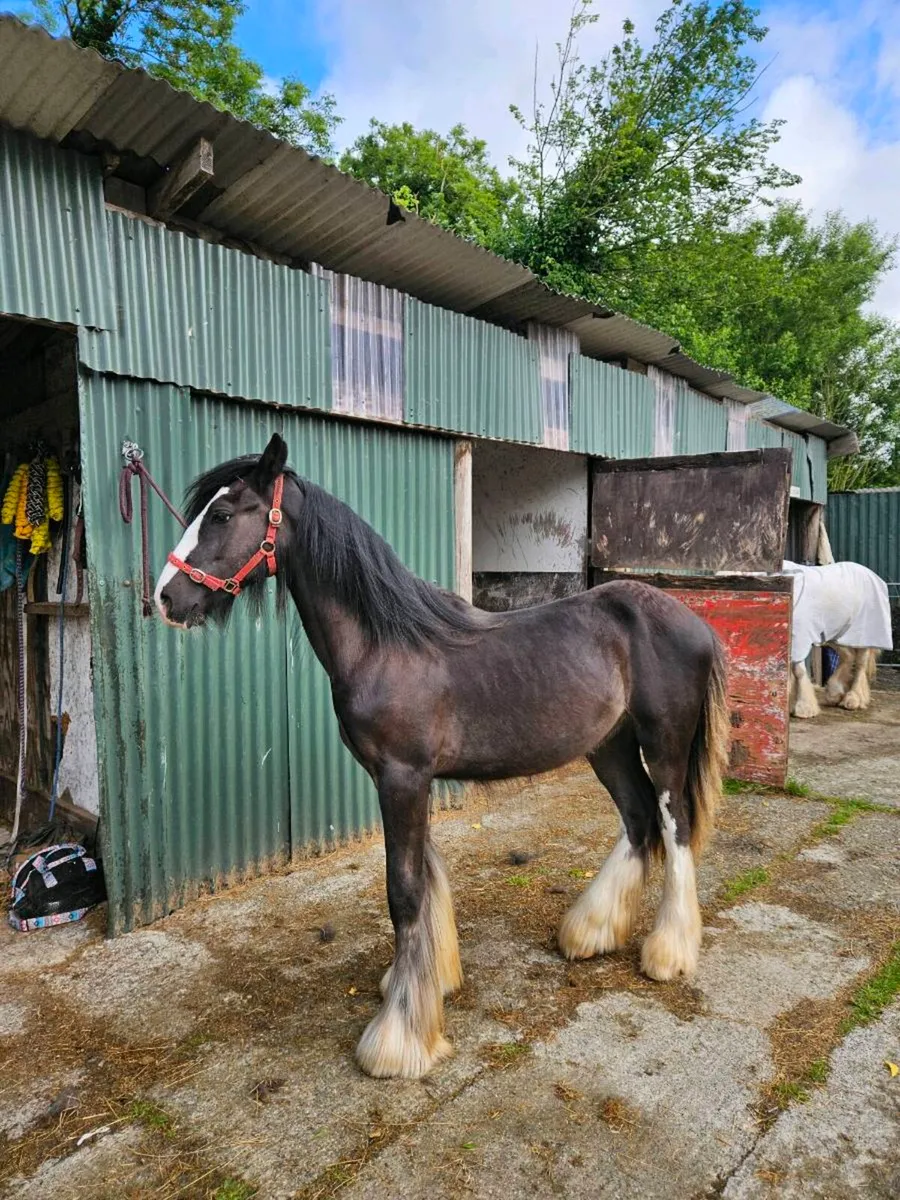 Black colt - Image 2