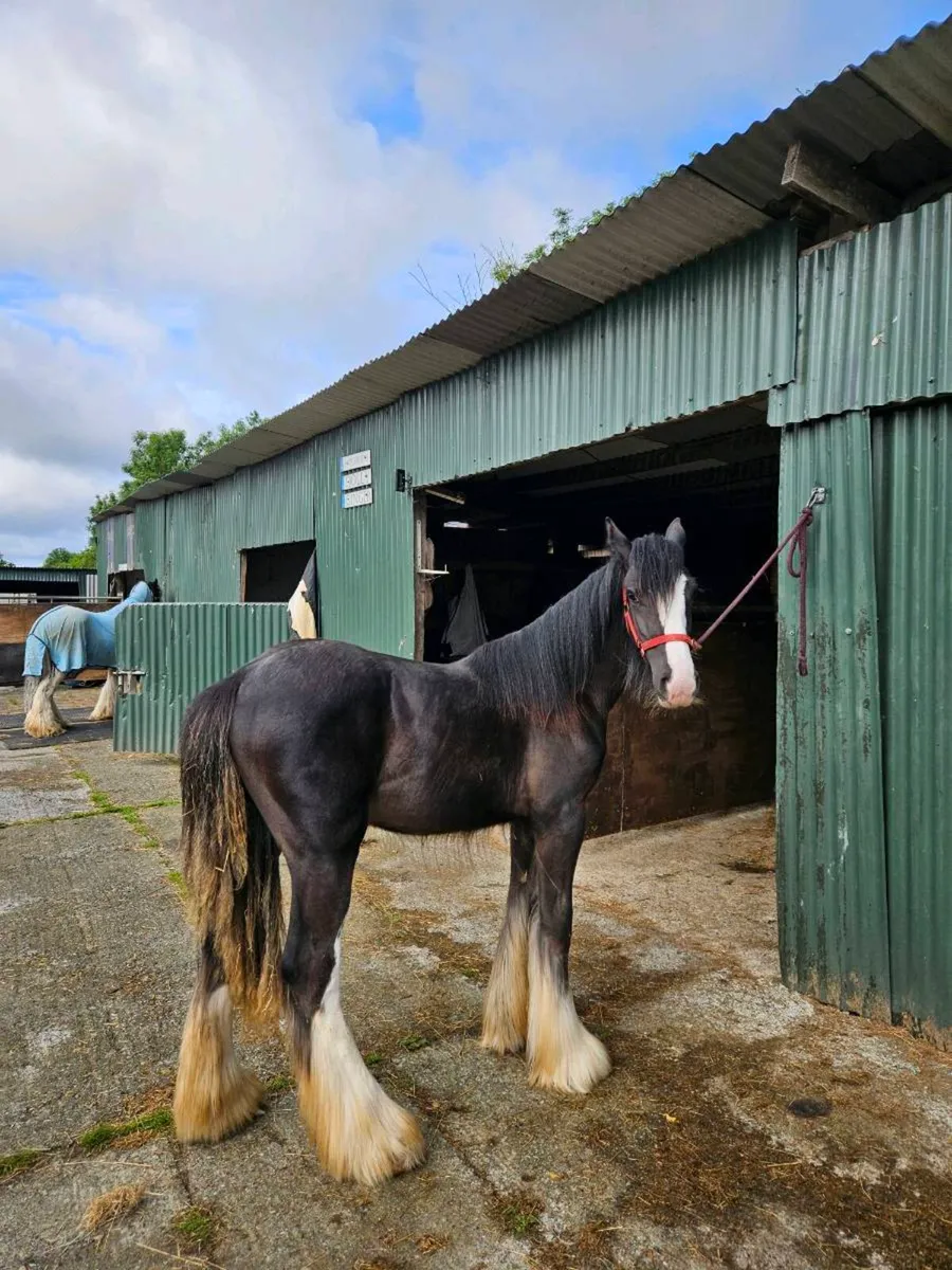 Black colt - Image 3