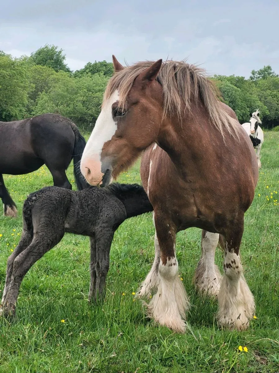 Black colt - Image 4