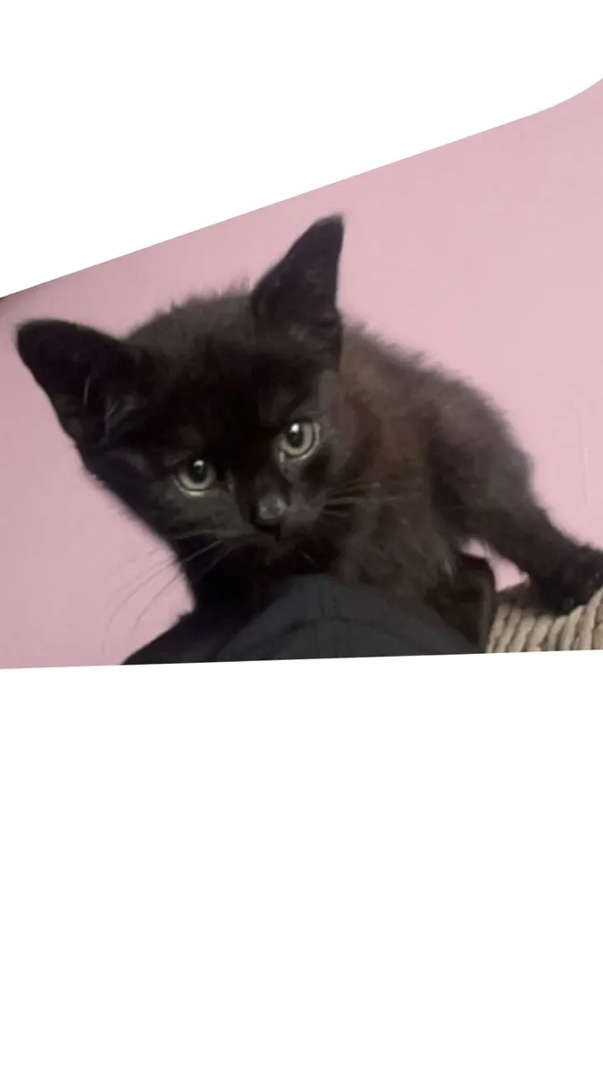 Black kitten - Image 1