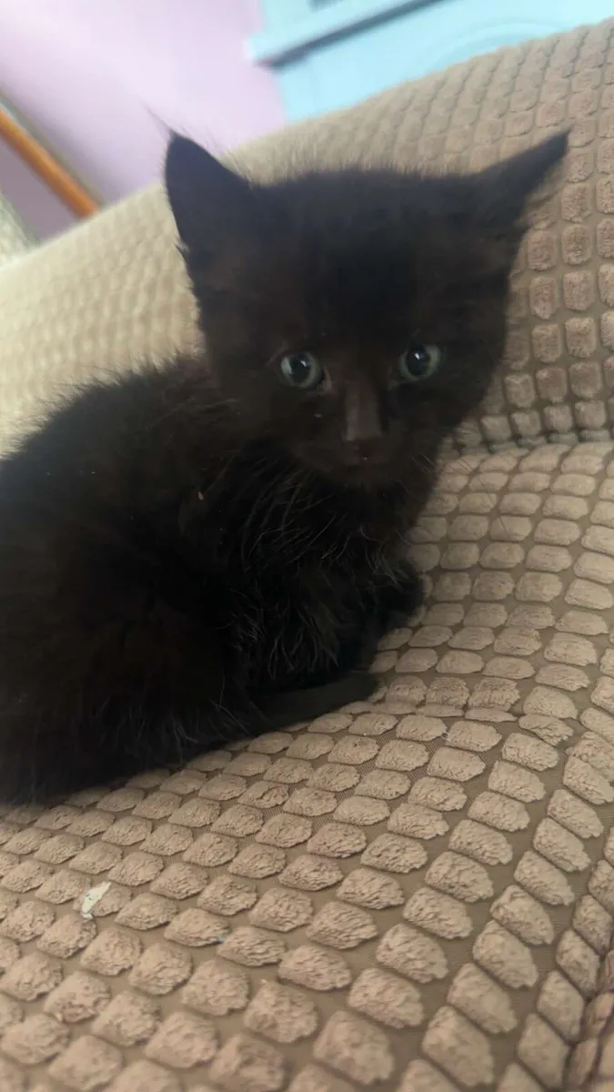 Black kitten - Image 2