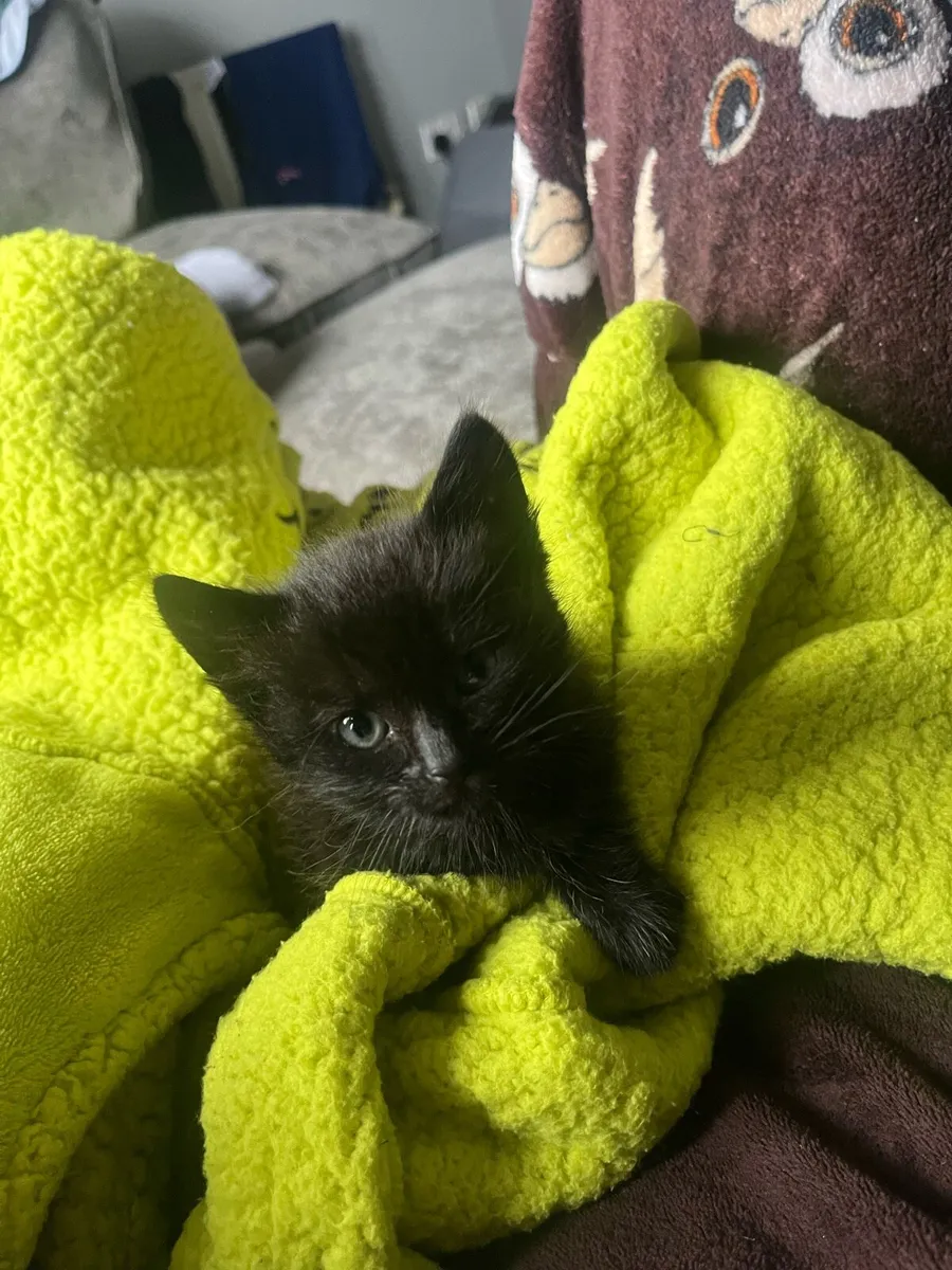 Black kitten - Image 3