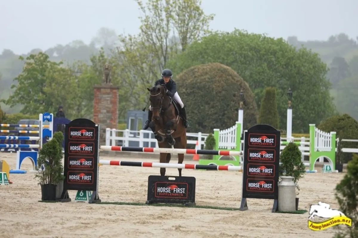 5yr old Gelding - Image 1