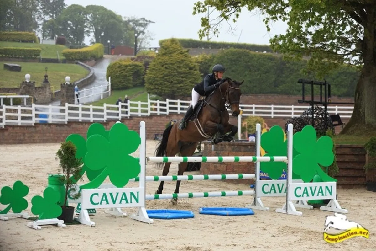 5yr old Gelding - Image 2