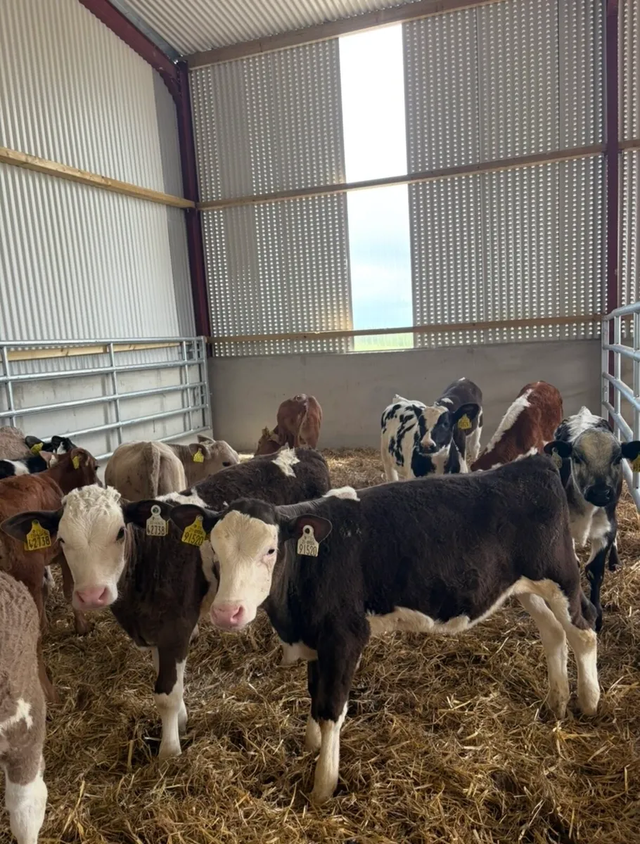 15 super continental heifer runners 3-4 months old - Image 1