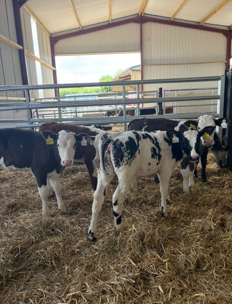 15 super continental heifer runners 3-4 months old - Image 3