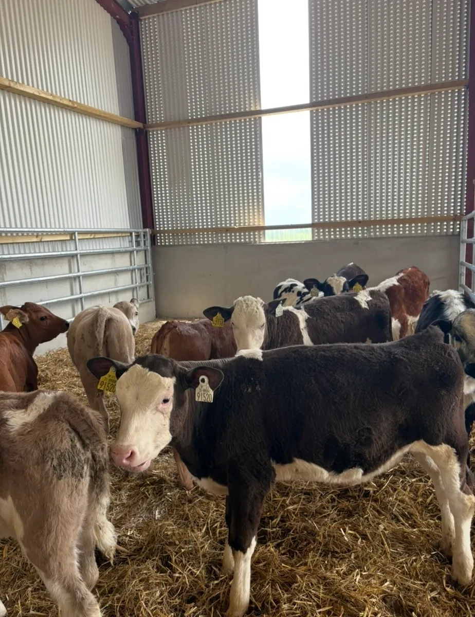 15 super continental heifer runners 3-4 months old - Image 4