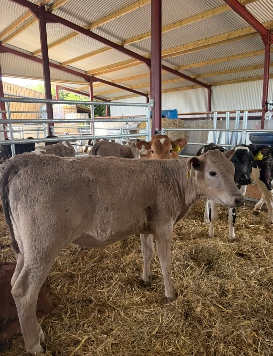 15 super continental heifer runners 3-4 months old - Image 2