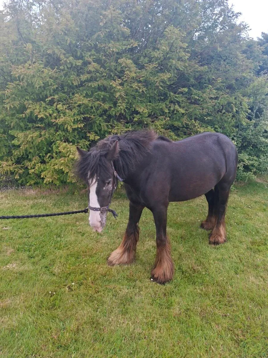 Cob/Pony - Image 1