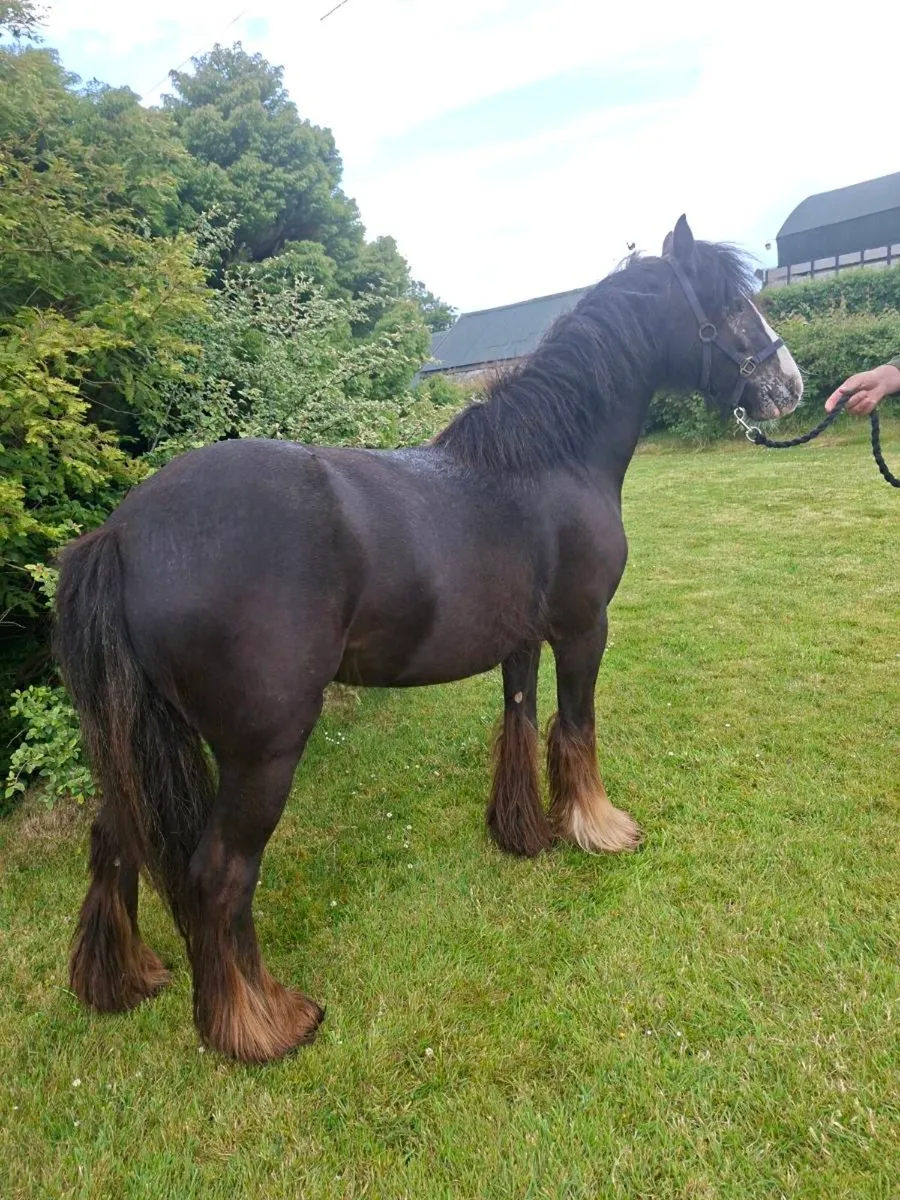 Cob/Pony - Image 2