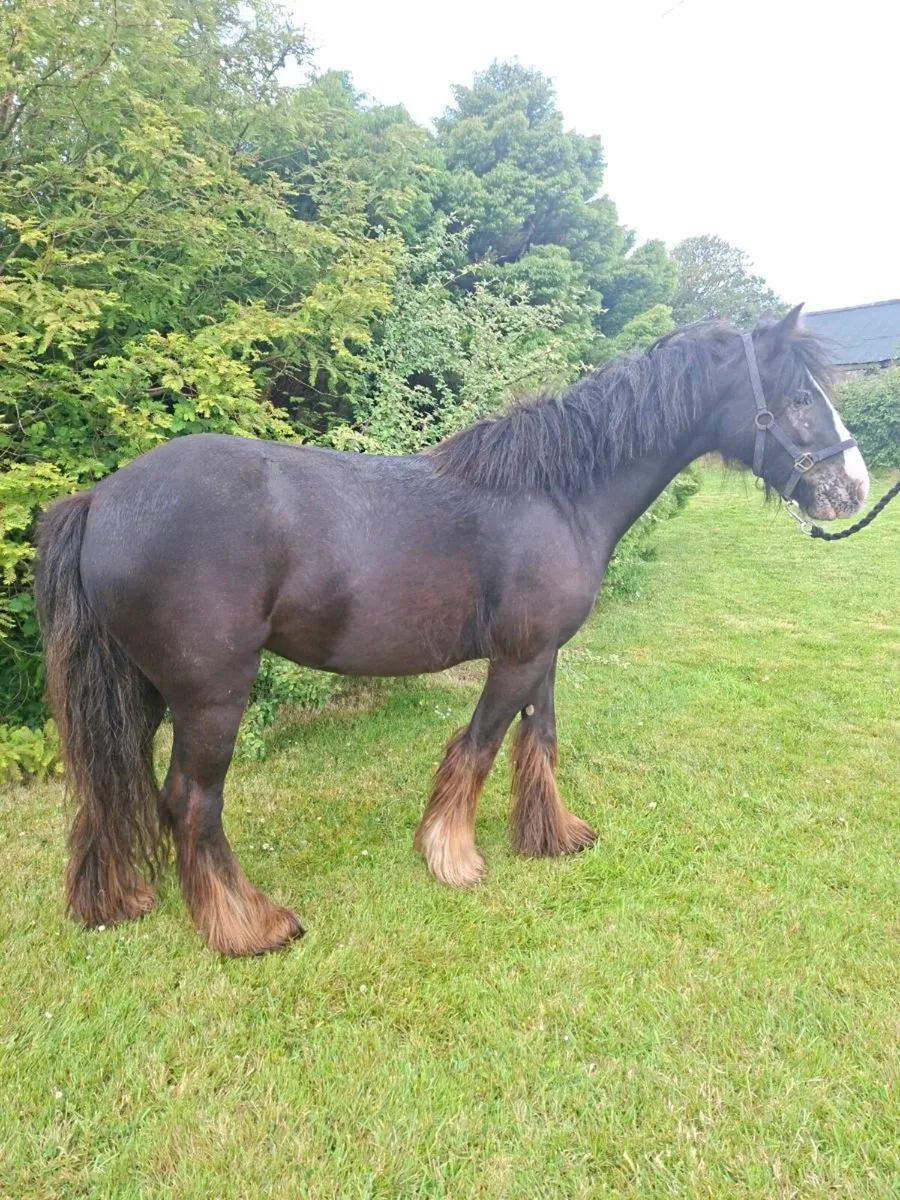 Cob/Pony - Image 3