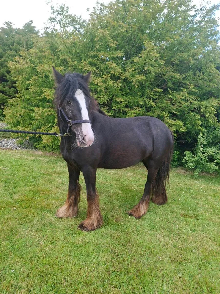 Cob/Pony - Image 4