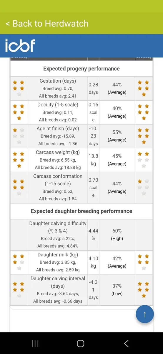 Polled hereford bulls - Image 3