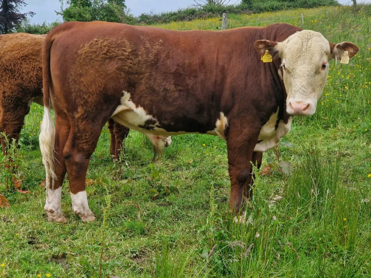 Polled hereford bulls - Image 2
