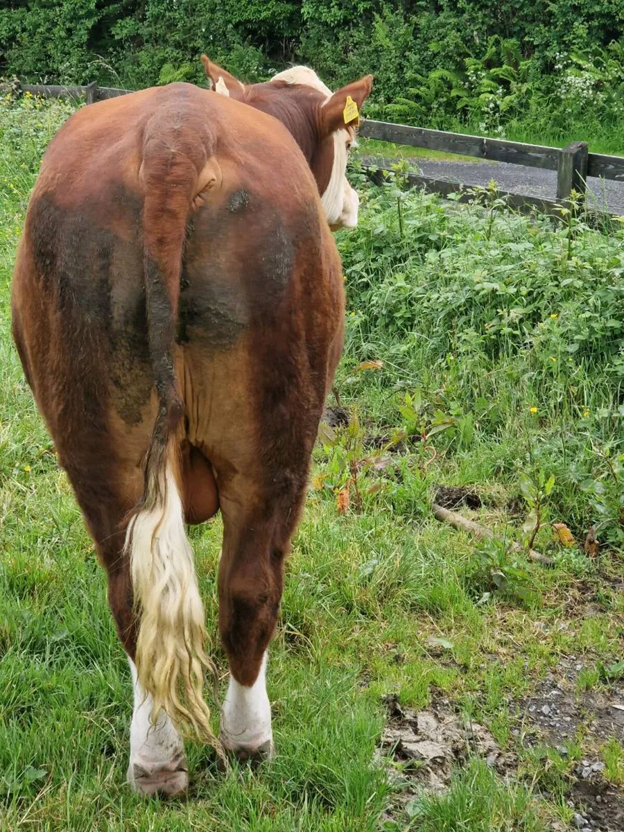Polled hereford bulls - Image 1
