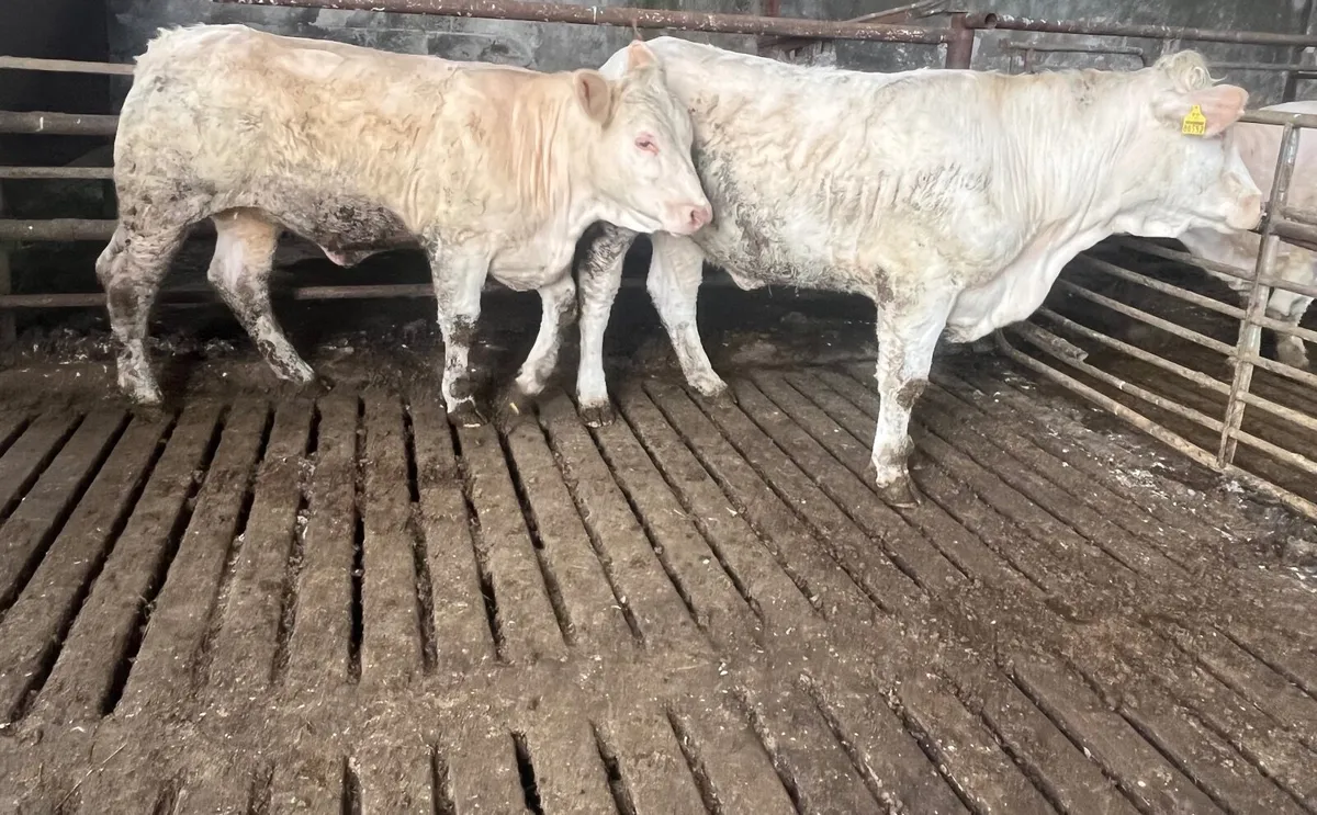 Pedigree Charolais Heifers - Image 1