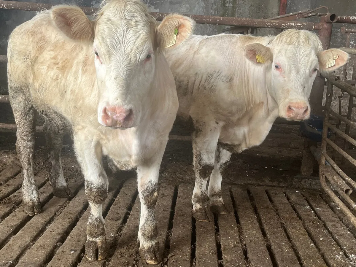 Pedigree Charolais Heifers - Image 3
