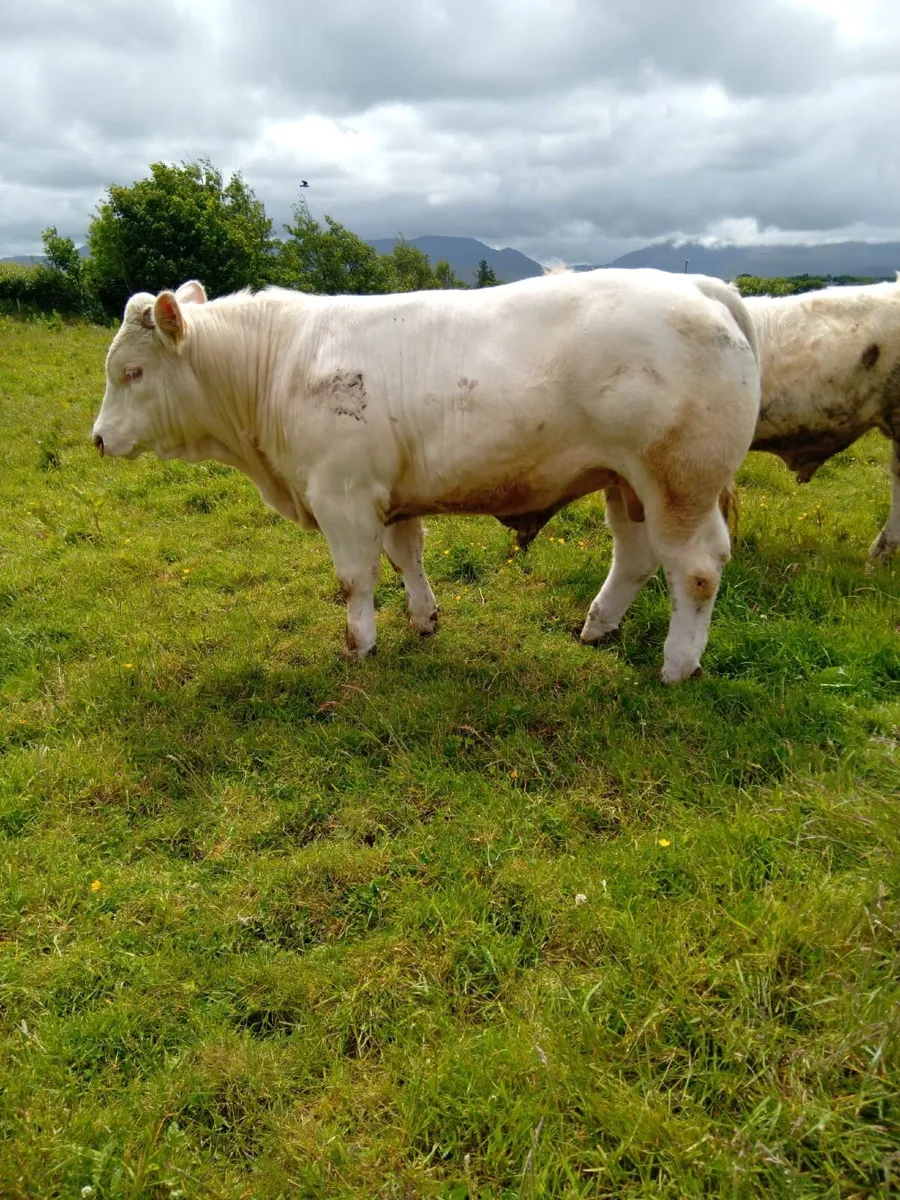 Pedigree Registered Charolais Bull For Sale - Image 2