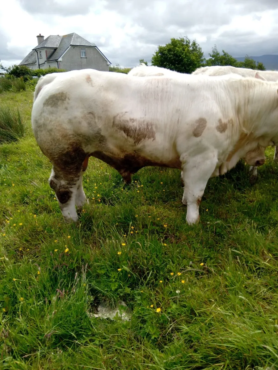 Pedigree Registered Charolais Bull For Sale - Image 4