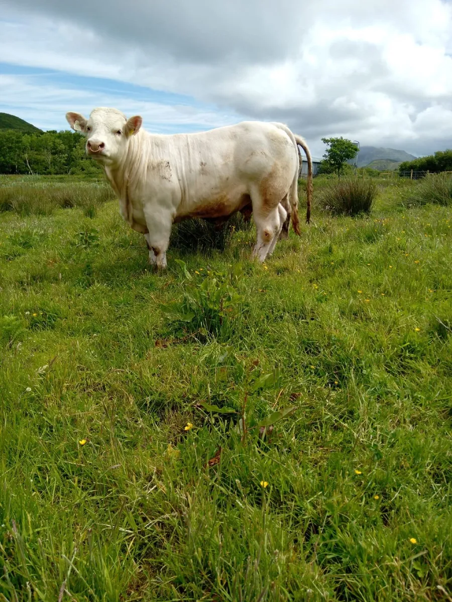 Pedigree Registered Charolais Bull For Sale - Image 3