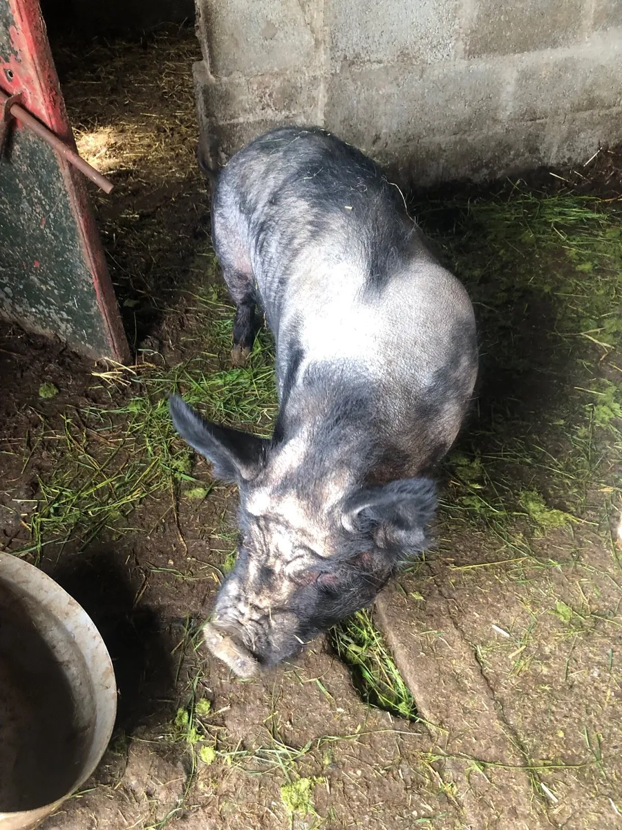 Kune sow and large white sow - Image 4