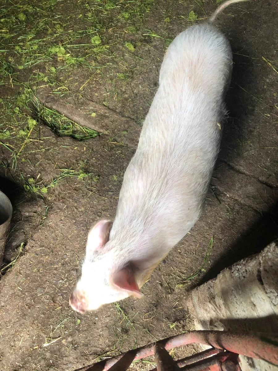 Kune sow and large white sow - Image 1
