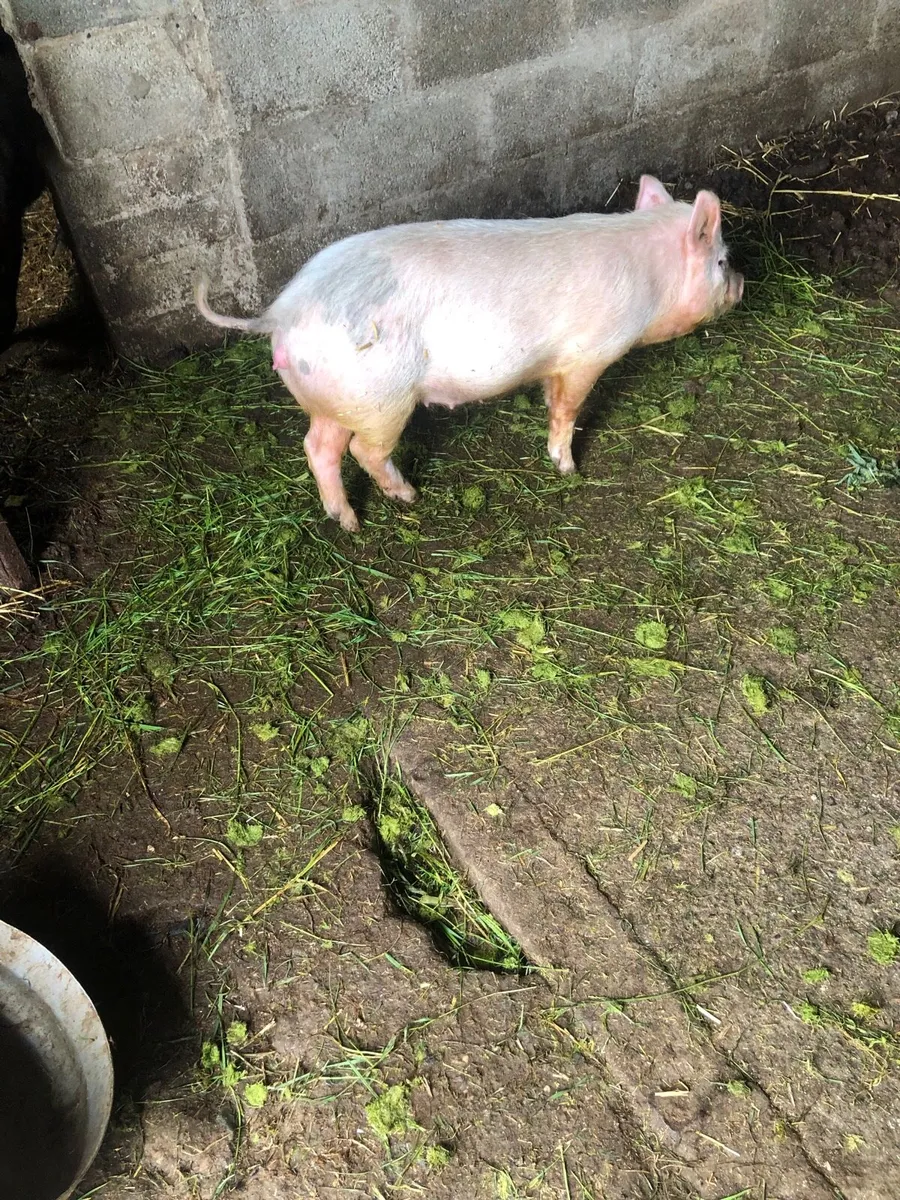 Kune sow and large white sow - Image 2