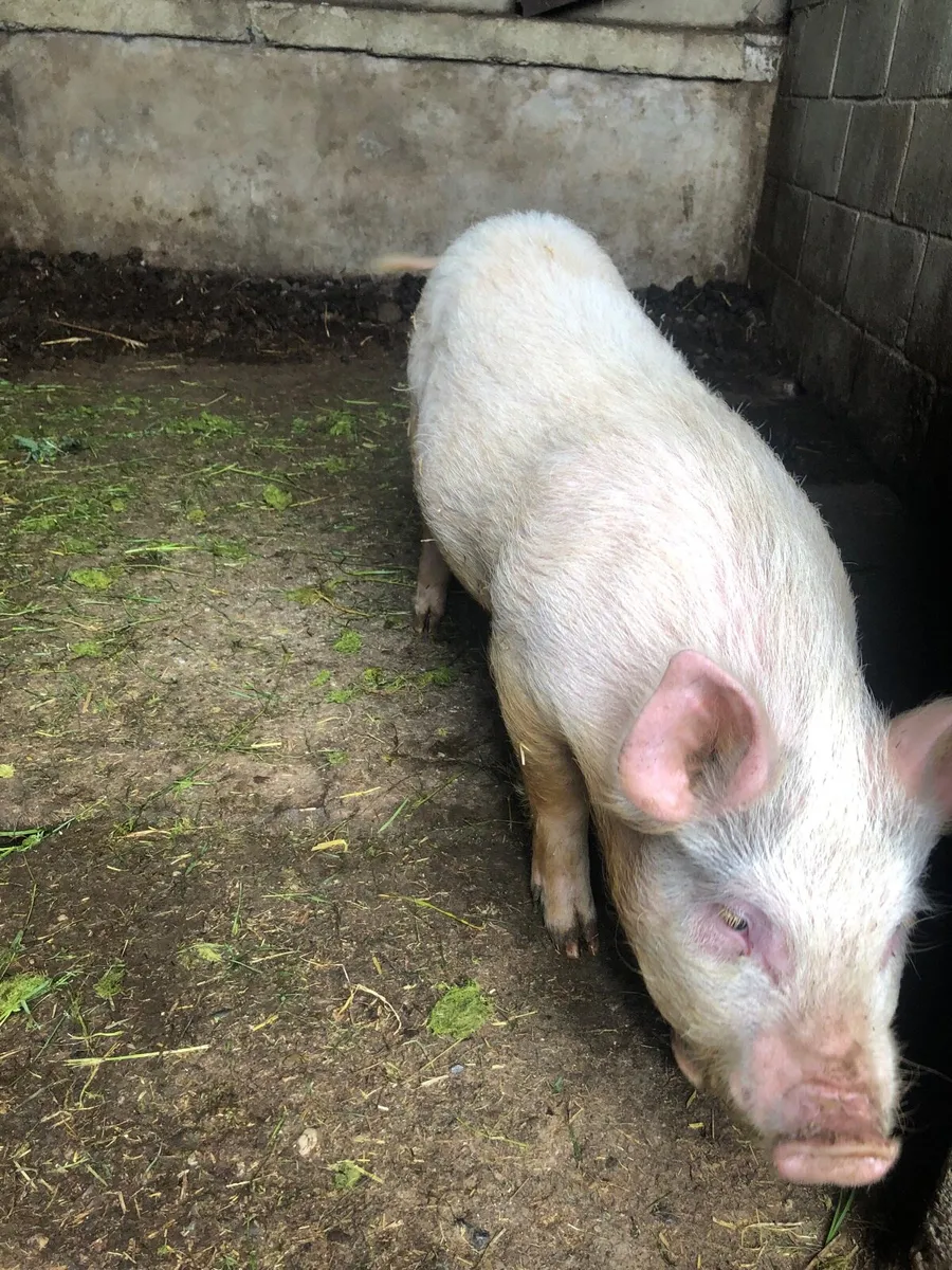 Kune sow and large white sow - Image 3