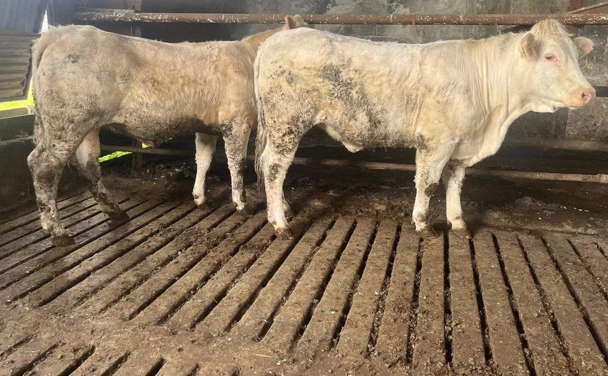 Pedigree Charolais Heifers - Image 2