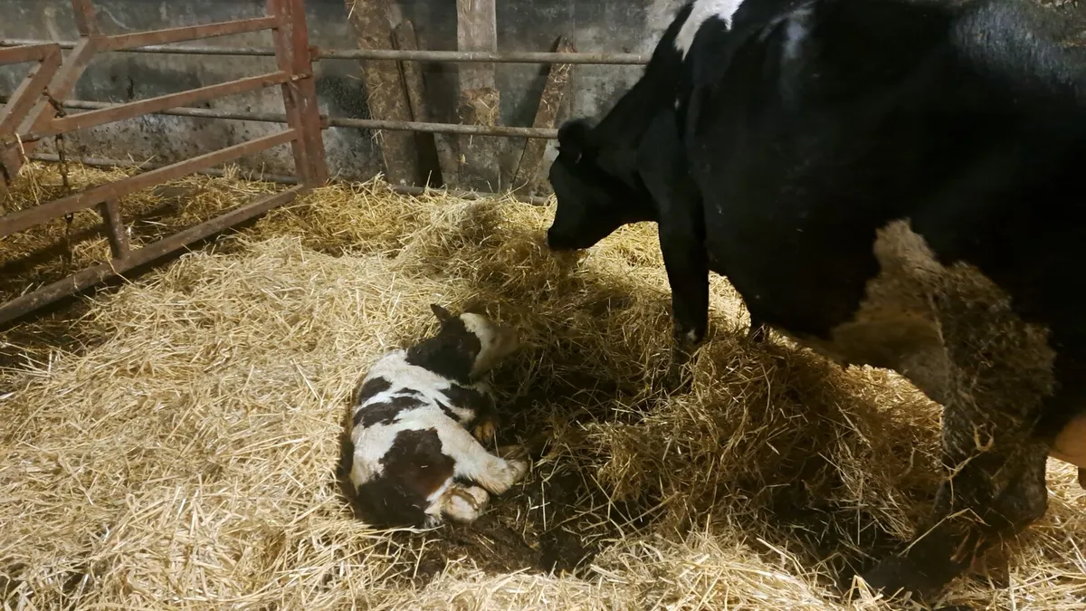 Very expierenced milker available