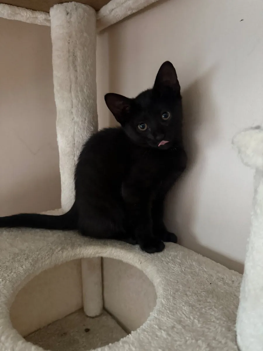 Cat - Image 2