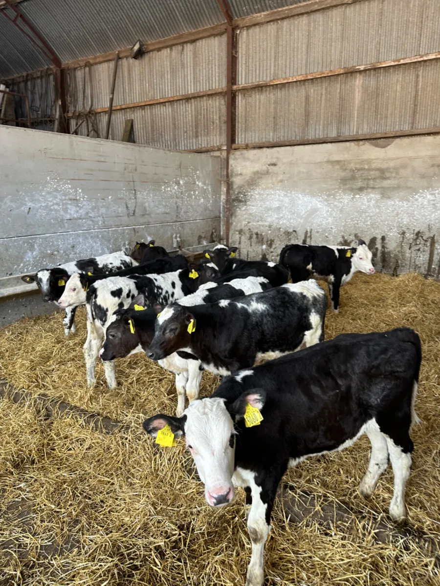 Hereford blue and Angus bulls - Image 3
