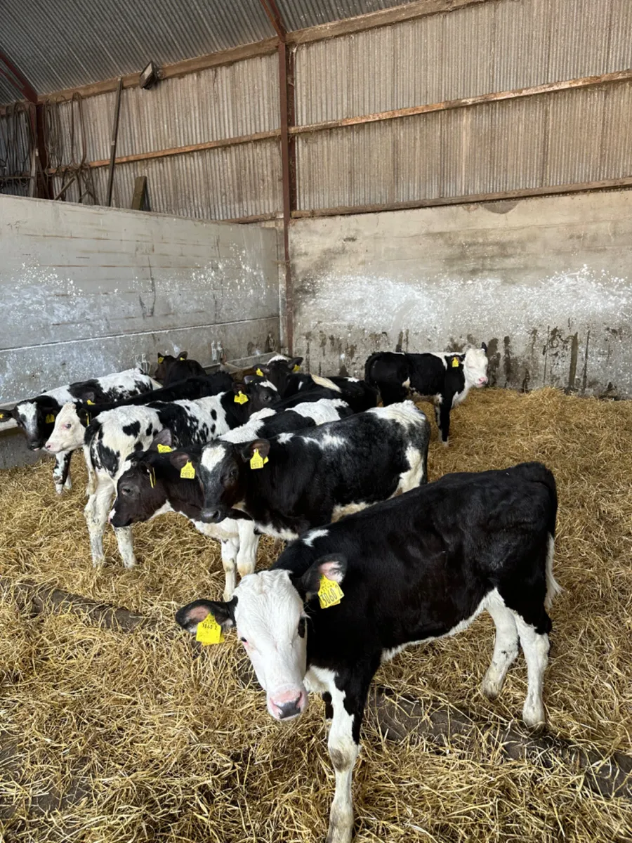 Hereford blue and Angus bulls - Image 1