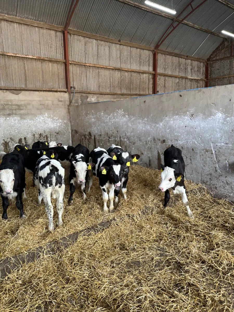 Hereford blue and Angus bulls - Image 2