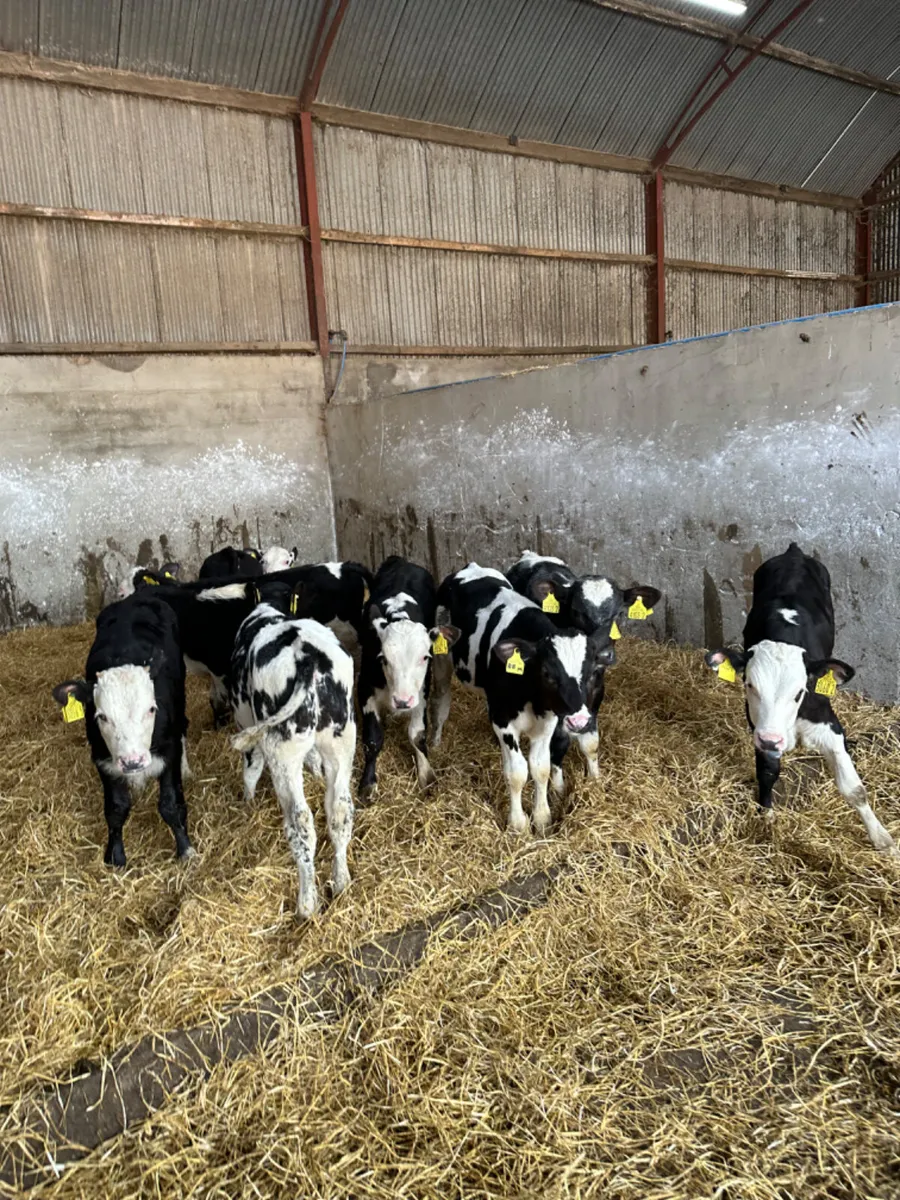 Hereford blue and Angus bulls - Image 4